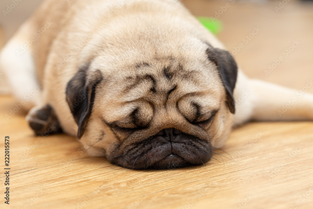 Cute pug dog breed lying and sleep on ground with funny face