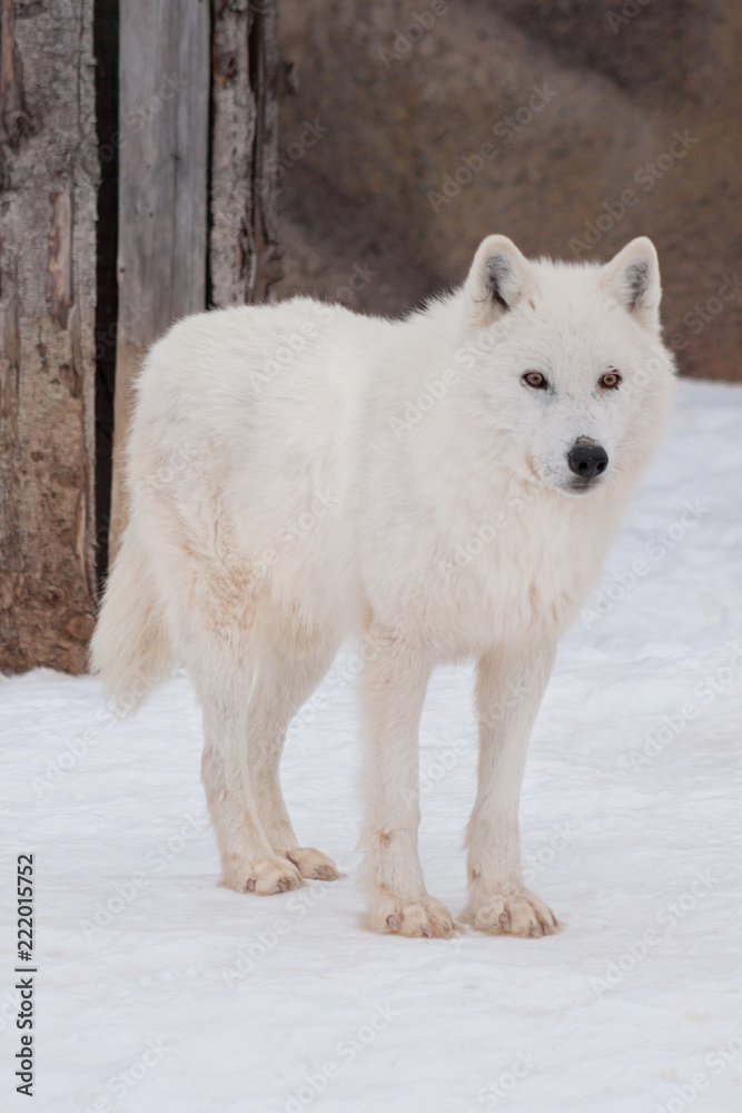 Obraz premium Wild alaskan tundra wolf is standing on white snow. Canis lupus arctos.