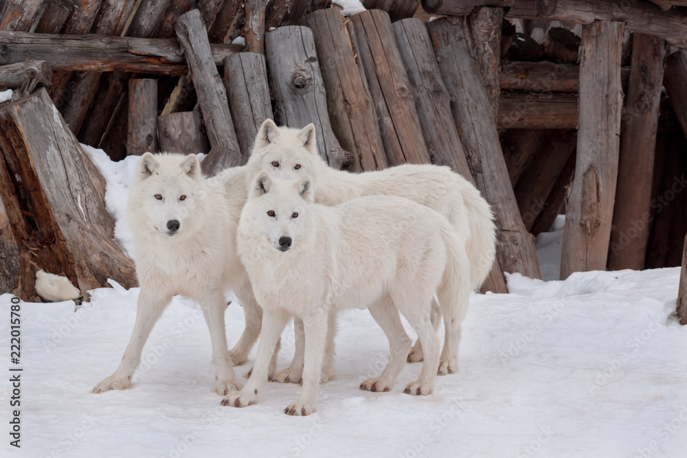 Fototapeta premium Trzy dzikie wilki z tundry alaskańskiej bawią się na białym śniegu. Canis lupus arctos. Wilk polarny lub biały wilk.