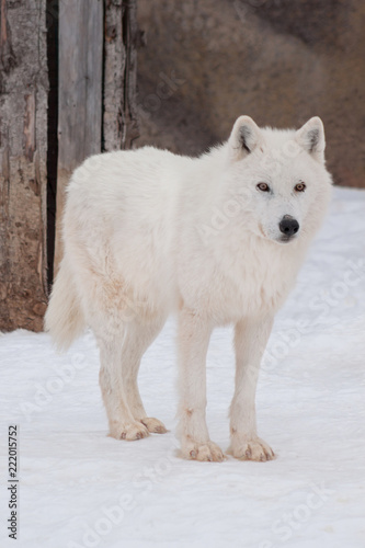 Wild alaskan tundra wolf is standing on white snow. Canis lupus arctos.