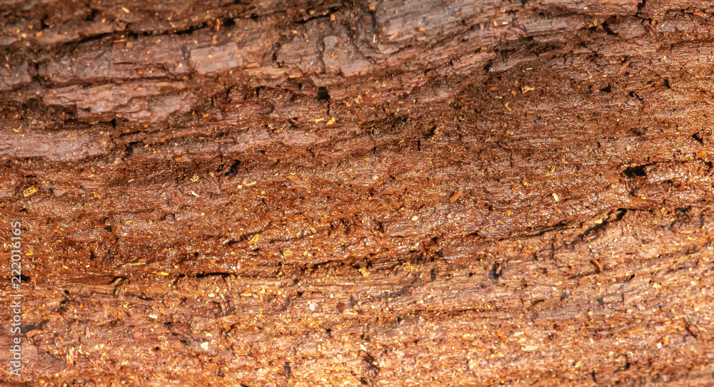 old tree texture, background texture old tree texture, background texture