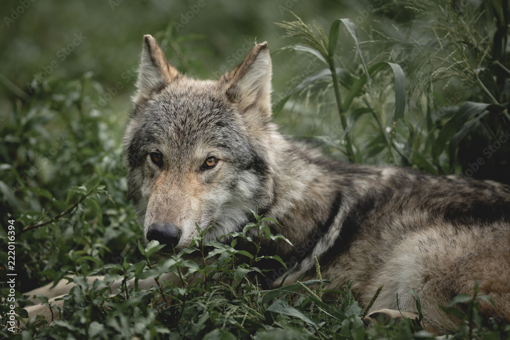 Resting Wolf Resting Wolf