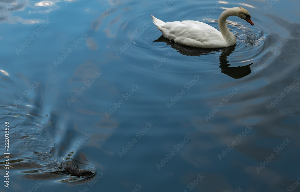 Fototapeta premium swan and otter in the pond