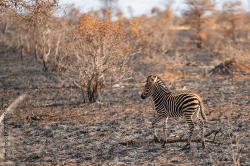 Zebra foal is walking through a burned area after bush fire at Kruger Nationalpark  South Africa