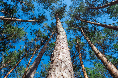 Quadro em tela Bottom view of tall old pine trees in evergreen primeval forest with Blue sky in background