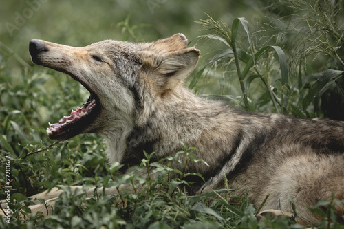 Fotografija Yawning wolf