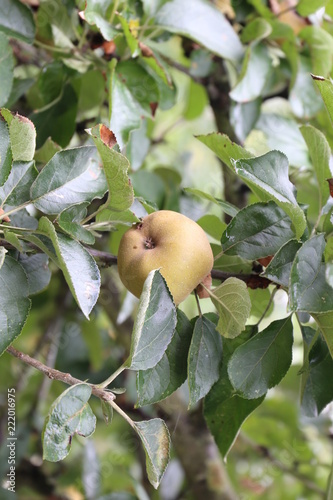 Manzana photo