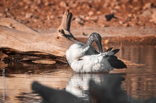 Australian white ibis photo