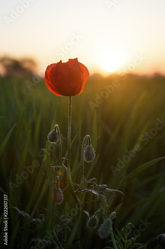 Fototapeta Naklejka Na Ścianę i Meble -  Poppy in blossom