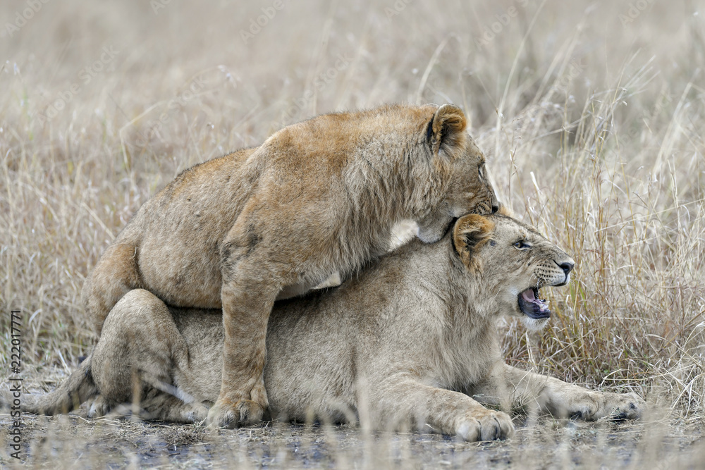 Naklejka premium Lion