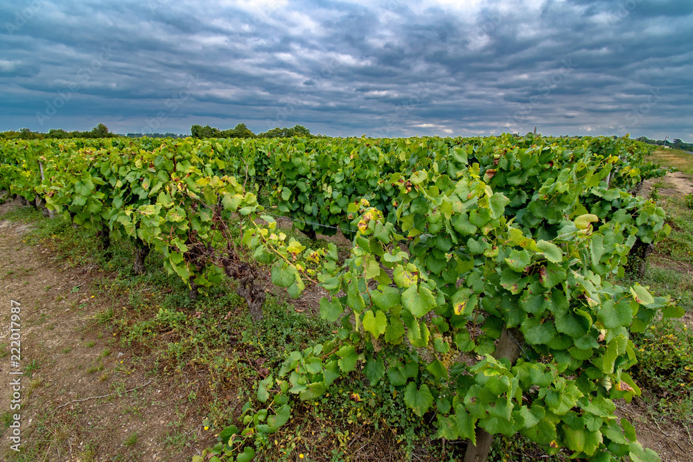 White grapes vineyard the western end of the Loire Valley in France 2