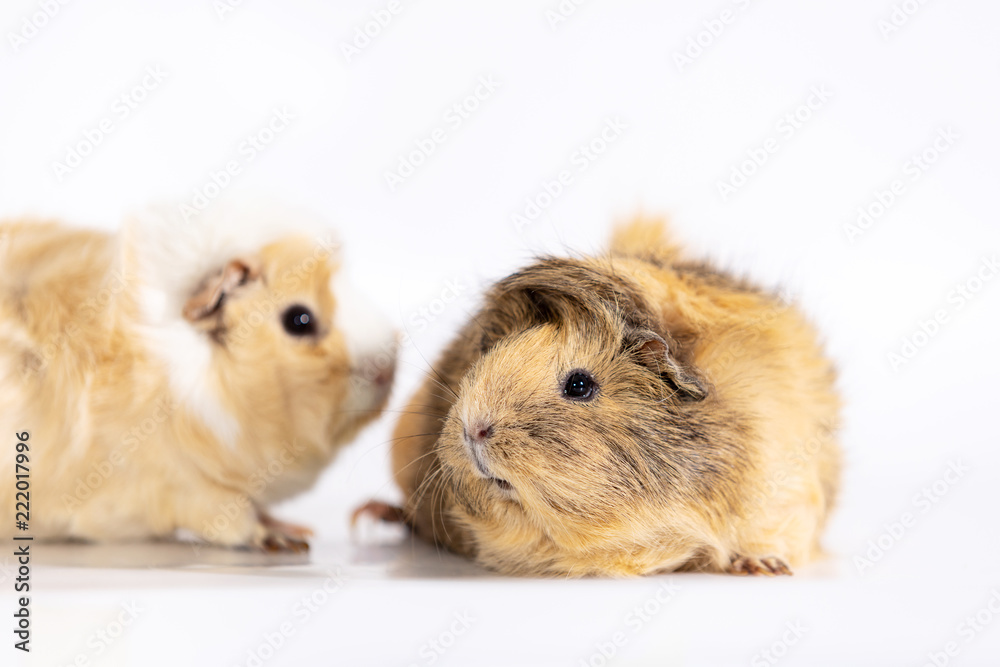 Adorable guinea pigs isolated on white background Adorable guinea pigs isolated on white background