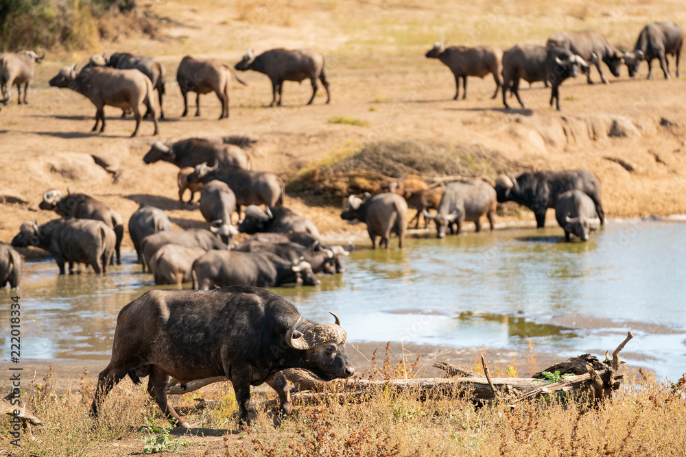 Buffalo is walking around a waterwhole while the herd is drinking at Kruger Nationalpark, South Africa Buffalo is walking around a waterwhole while the herd is drinking at Kruger Nationalpark, South Africa