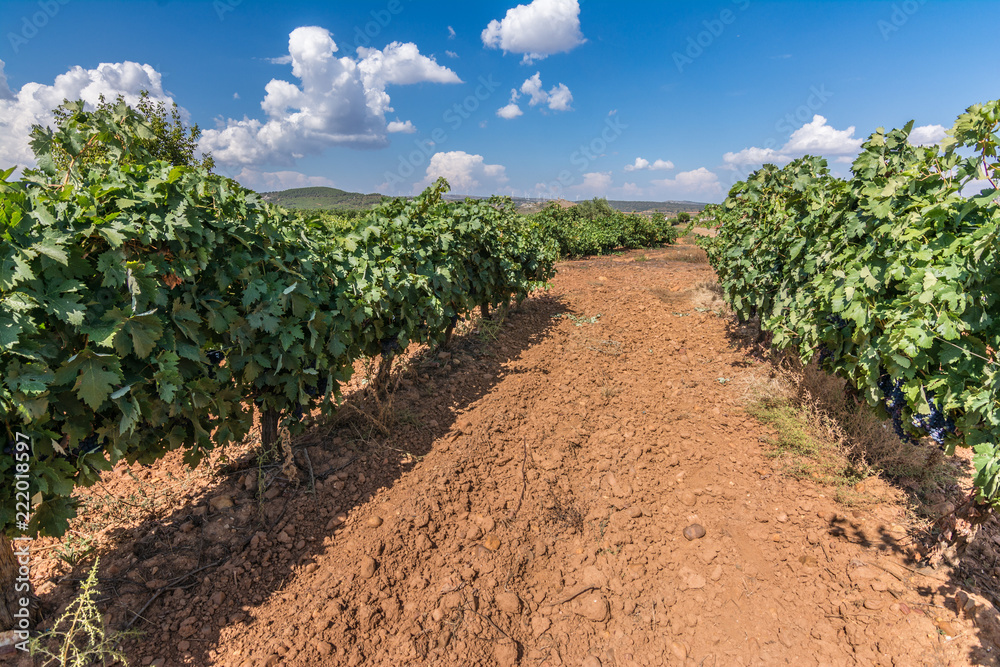 Vineyards Designation of origin Los Valles in Brime de Urz county of the Valleys of Benavente in Zamora (Castilla y Leon, Spain)