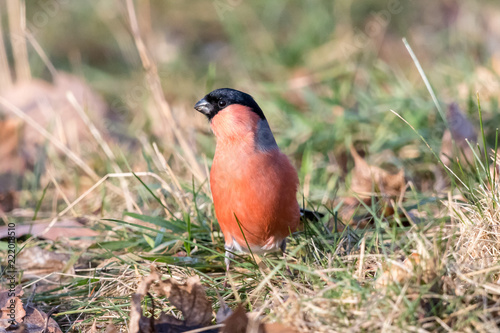 Eurasian or common bullfinch (Pyrrhula pyrrhula) sitting in green grass. Red songbird, male, with black cap and face.