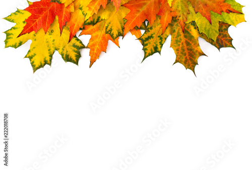 Yellow and orange beautiful autumnal maple leaves on a white background with space for text. Top view  flat lay