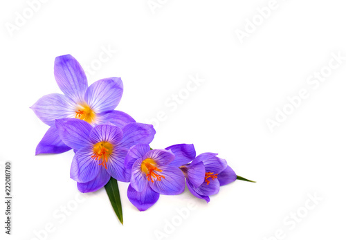 Violet crocuses on a white background with space for text