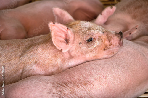 Small piglet sleep in the farm.