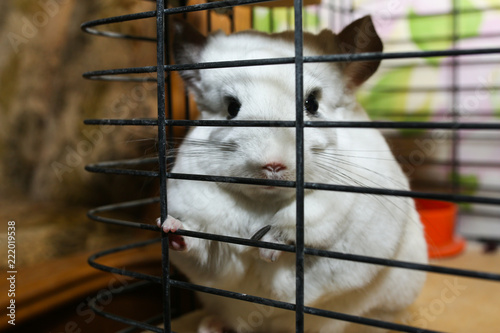 Cute fluffy white chinchilla is sitting in the cage. Pet at home. White fur and friendly animal.
