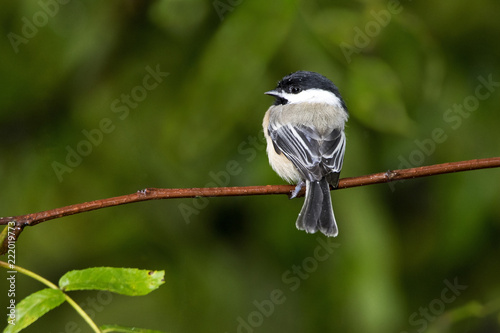 Black-capped Chickadee ( Poecile atricapillus) perched on a tree branch near a feeder station on a rainy day. photo