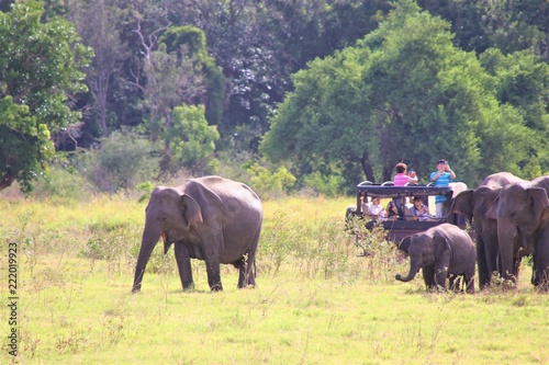 野生の象の群れを見る観光客
