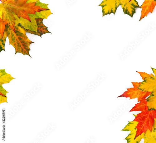 Yellow and orange beautiful autumnal maple leaves on a white background with space for text. Top view, flat lay