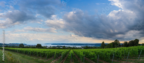 Germany, XXL panorama of lake constance behind green vineyards