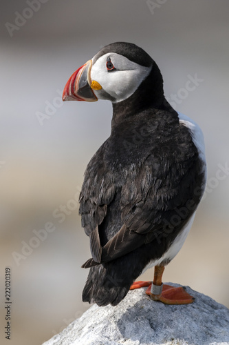 Atlantic Puffin looking over his shoulder © Phil