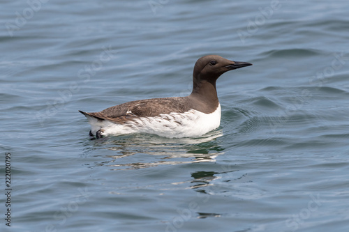 Common Murre off Machias Seal Island, Canada photo