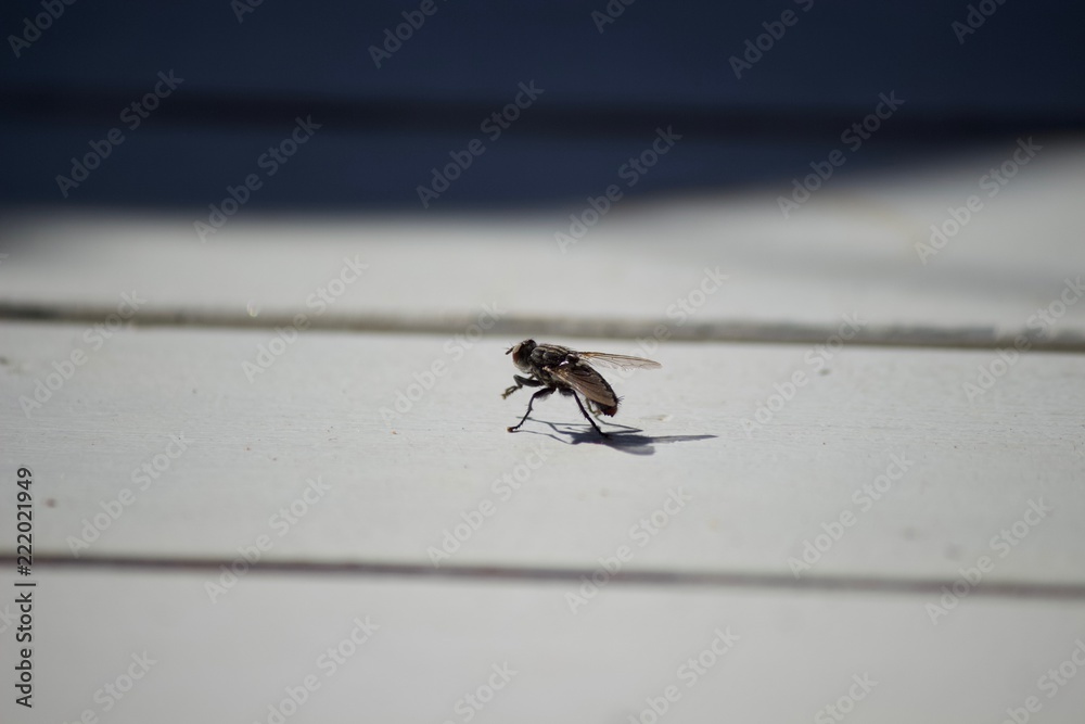 Fly Fly