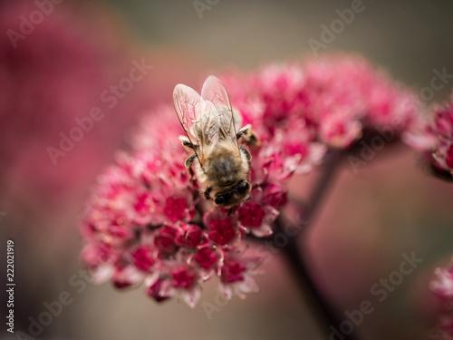bees