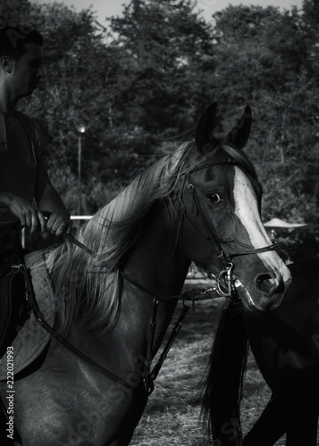 cavallo © Michele