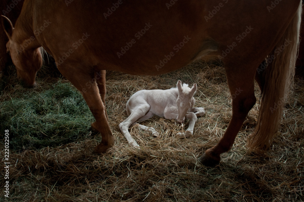 Φωτογραφία Newborn foal