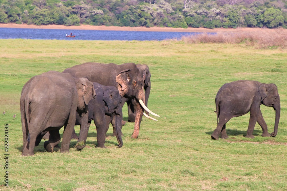 野生の象の家族
