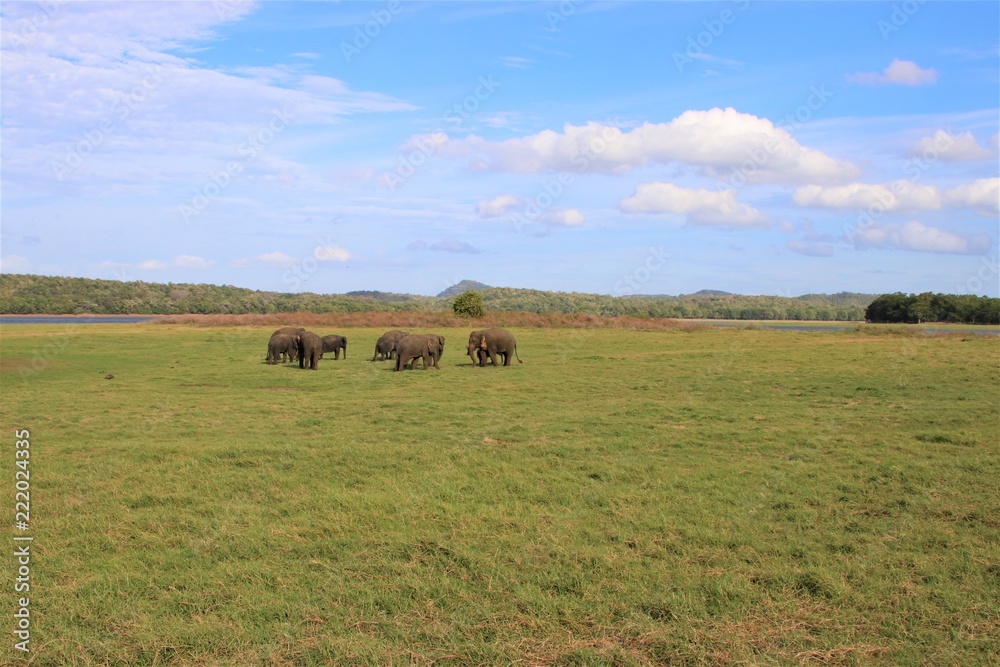 Obraz premium 野生の象の家族