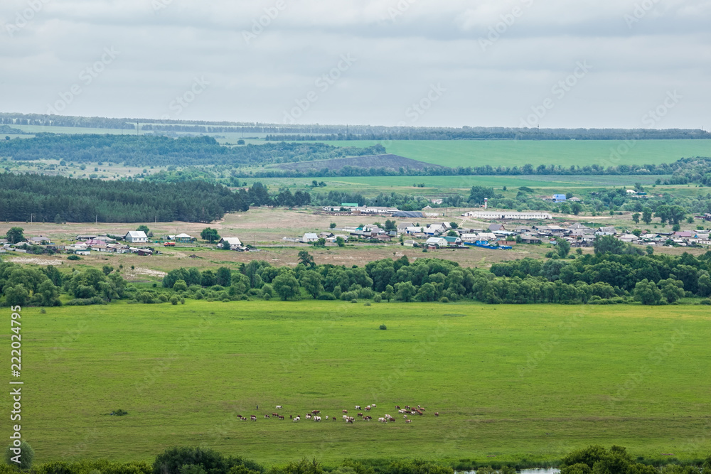 Φωτογραφία A herd of cows grazing in the field on the background of a rural settlement