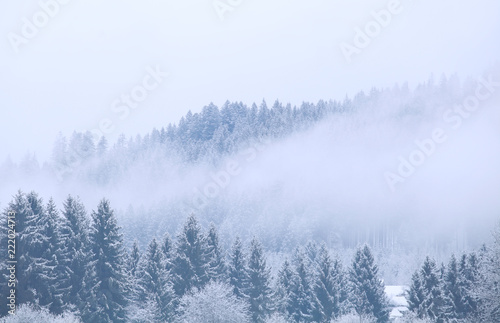 winter coniferous forest in fog