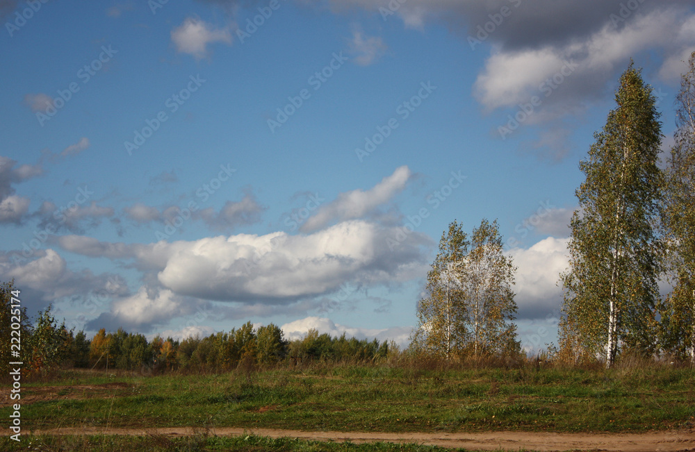 Birches in the field against the blue sky and clouds.