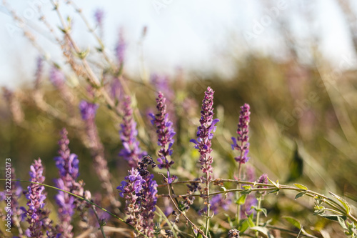 Surprisingly beautiful colorful floral background. Salvia flowers in rays of summer sunlight in outdoors on nature macro  soft focus. Atmospheric photo  gentle artistic image