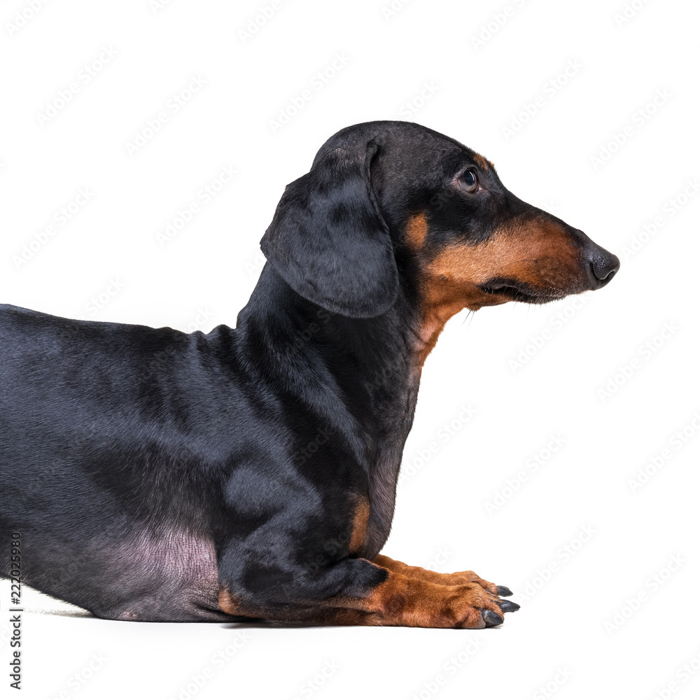 dog  breed of dachshund, black and tan, half body isolated on white background. Copy space.