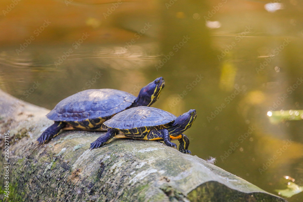 Obraz premium animal