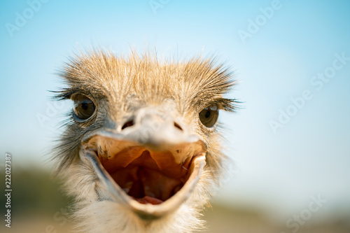 ostrich bird head and neck front portrait in the park © Volodymyr Shcerbak