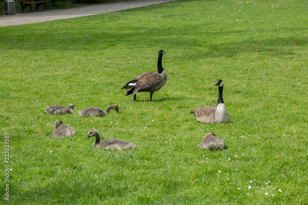 Canadian geese family