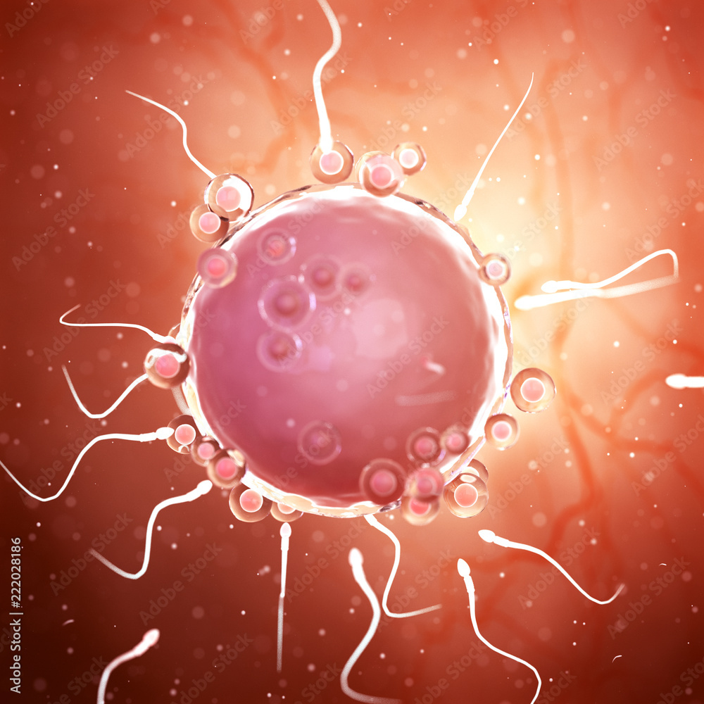 Wall Mural 3d rendered medically accurate illustration of sperms around an egg cell