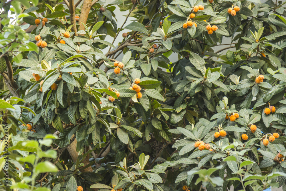 Loquat fruits on a tree, close-up