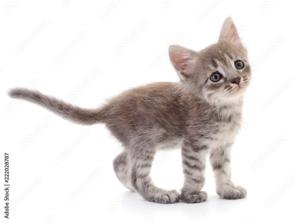 Small gray kitten. Small gray kitten.