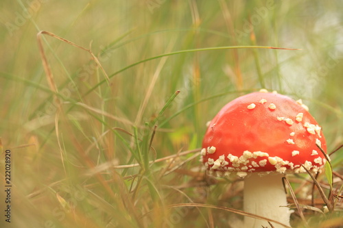 Amanita toxic mushr photo