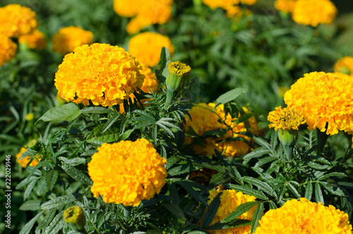 The flowers of Tagetes in the garden © Елена Швоева
