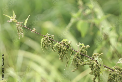 Nettle Herb In Bloom