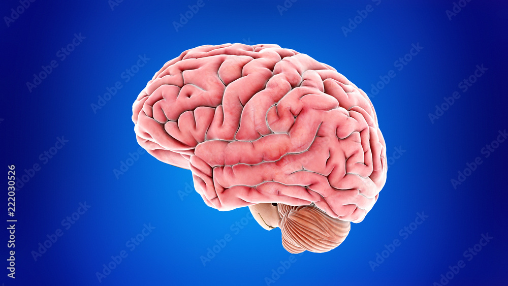3d rendered medically accurate illustration of the human brain 3d rendered medically accurate illustration of the human brain